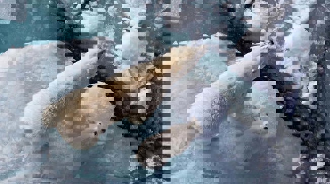 IJsbeer